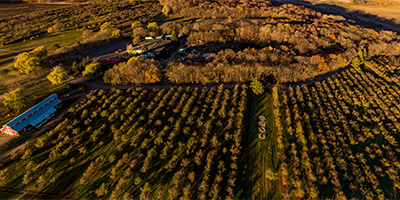 Minnesota Harvest Craft Orchard