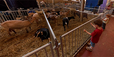 State Fair Goats